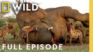 Thumbnail for the video "Ruthless Game of Survival (Full Episode) | Africa's Deadliest: Botswana | Nat Geo Animals" from Nat Geo Animals