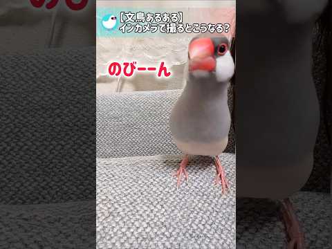 【文鳥あるある】文鳥をインカメラで撮るとこうなる！？ #文鳥 #javasparrow #birds #shorts