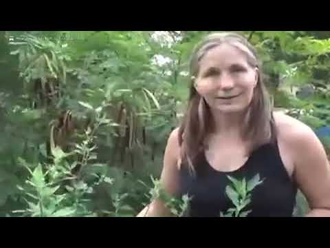 Survival gardening in the heat