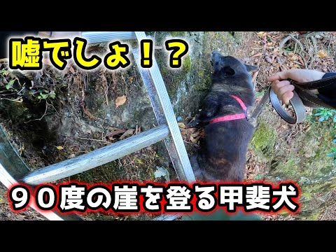 【御岳山リベンジ編】甲斐犬と山登りしたら、身体能力が化け物級でした【リベンジ編序章】