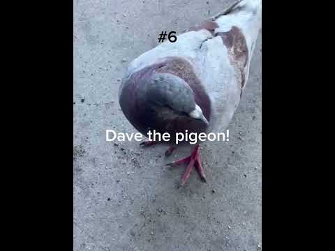 Top 10 recent pigeon moments  #bird #birdwatching #birdlovers #pigeon #pigeonlover #pigeons #shorts