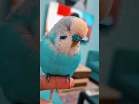 boyle bir kuşunuz olsaydi ne yapardiniz? yorumu size birakiyorum #budgies #muhabbetkuşu #pets #viral