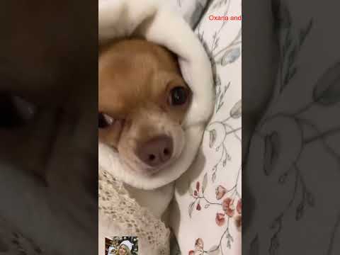 keke  #собака #chihuahuafanclub #funnydog #собака #chiuahua #puppy #продамщенкачихуа #chihuahua