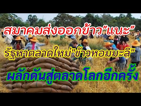 สมาคมส่งออกข้าวแนะ-รัฐหาตลาดให สมาคมส่งออกข้าวแนะ-รัฐหาตลาดให