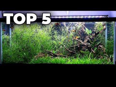 Top 5 Easy Low-Tech Aquarium Plants I know planted freshwater aquariums can look extreamly challenging to new and old fish keepers alike