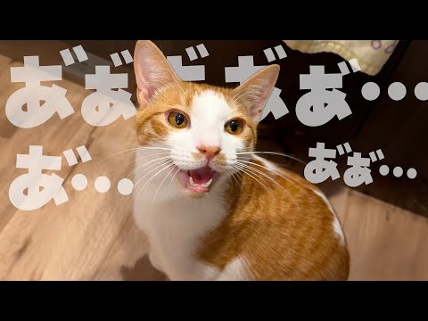 猫の動画サムネイル - 喉が渇いて鳴き声がカッスカスな子猫に水をあげてみたら…