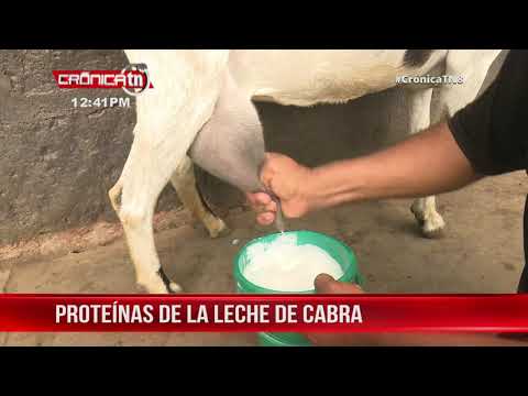 Leche de cabra se consume en Nicaragua para curar muchas enfermedades