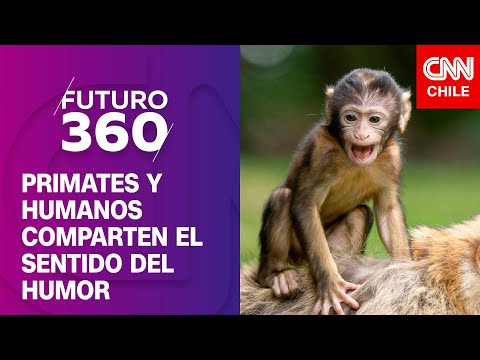Primates y humanos comparten el sentido del humor | Bloque científico de Futuro 360