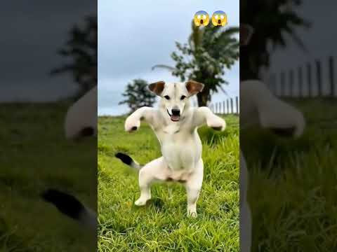 cow ka amazing dance video 😱😱 #cow #dance #funny #viral #short #ytshort