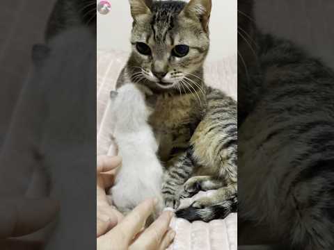 Rescued kitten first meeting with a resident cat that has raised non-blood kittens | Spin off#shorts