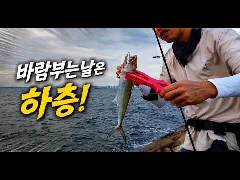 시화방조제 삼치낚시 채비와 우럭낚시