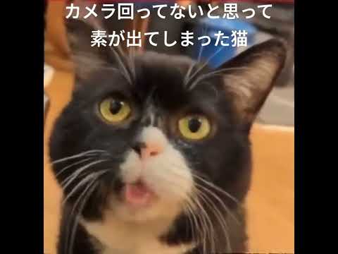 仕事とプライベートの姿ってちょっと変わりますよね… #cat