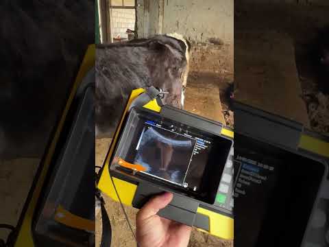 Bugʻozlikni aniqlash