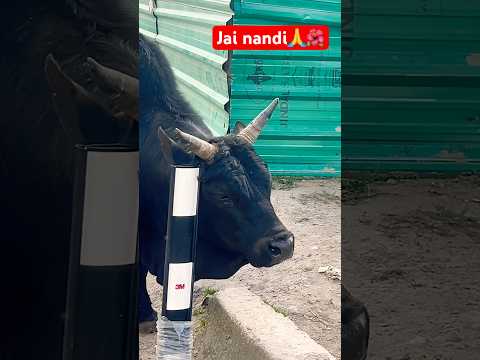 He shambhoo baba🌺🙏 #nandi maharaj🐂 #shorts #ytshorts #voiceforvoiceless #bezubaanjaan