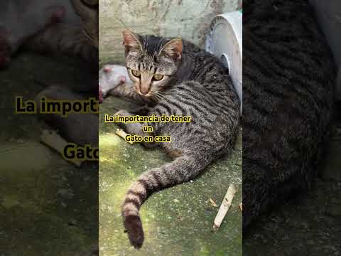 #gatos #cazando #ratones #shortvideo #shorts #viral