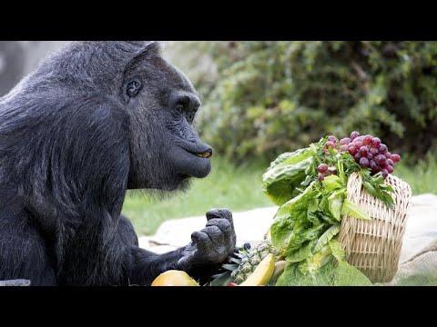 65. szülinapját ünnepelte a világ talán legidősebb gorillája