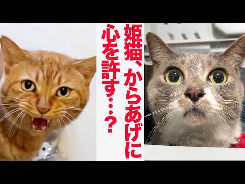 お姫様猫、巨大からあげに導かれる The princess-cat fell for karaage-cat