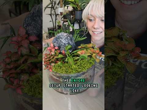 I Built a Mini Carnivorous Plant Jungle Terrarium Ecosystem  #terrarium #stem  #plants