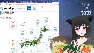 【SHOWROOM】totoฅ•ω•ฅとある猫カフェ＜ミラー配信＞