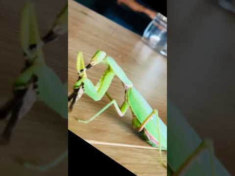 Incroyable ! Ma mante religieuse dévore une sauterelle en accéléré 🪲⚡