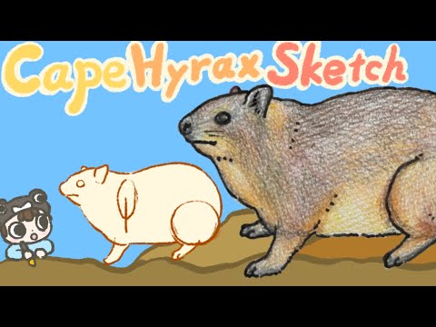 【Animals】How to draw Rock Hyrax , Cape Hyrax | step by step