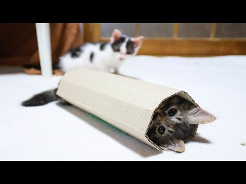 猫の動画サムネイル - 段ボールと子猫　250708