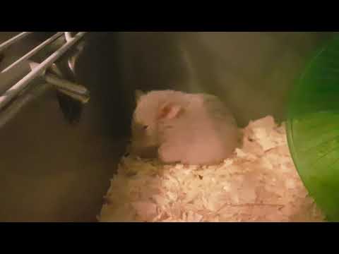 Shelby the hamster.