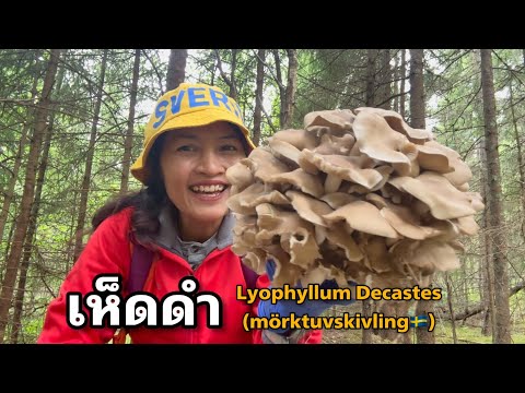 เห็ดดำLyophyllumDecastes(mö