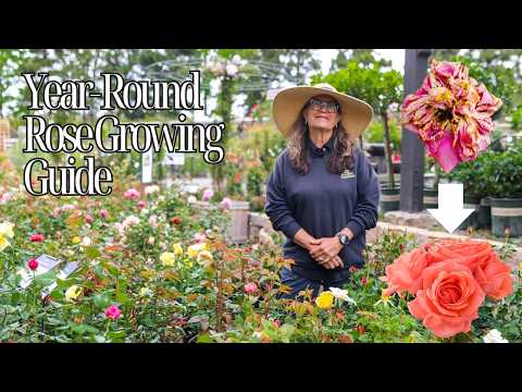 Solving Seasonal Rose Problems: A Year-Round Growing Guide