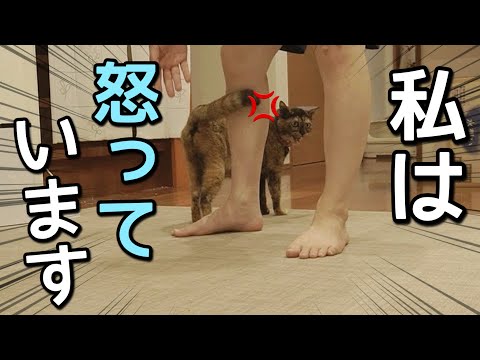飼い猫からまさかの要求ラッシュ…断ったら大変なことになりました