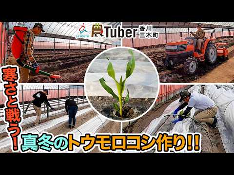 香川・寒さと戦う!真冬のトウモロコシ作り!!〜香川・三木町〜 / JAグループ「農Tuber」ちゃんねる