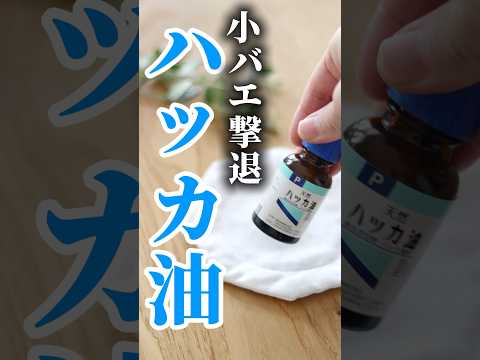 【小バエ撃退】ハッカ油簡単スプレー#shorts