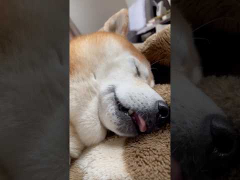 柴犬福の朝寝坊エピソード：飼い主に起こされる癒しの瞬間 サムネイル