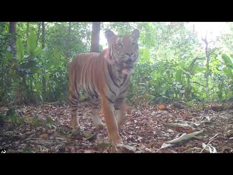 El primer avistamiento en cuatro años de tigres en el oeste de Tailandia