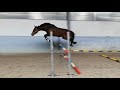 Show jumping horse Te koop 3 jarige merrie