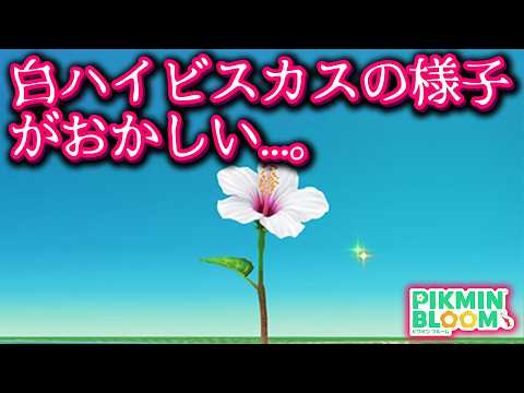 【ピクミンブルーム】白ハイビスカスの様子がおかしい...。【Pikmin Bloom】【피크민블룸】