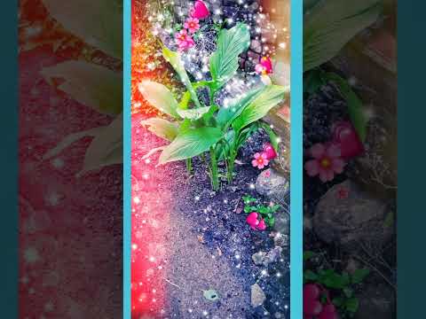 nature lover status #shorts#trends#viralvideo