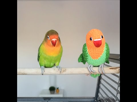 Birbs react to new plush birb