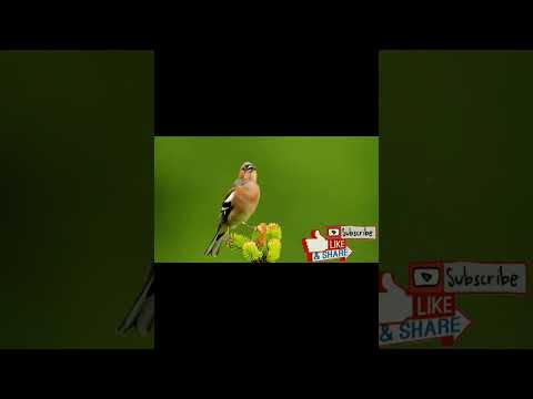 أقوى صوت صلنج للصيد common chaffinch sond