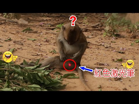 Monkey video Prank monkey #funny #monkey #monkeyvideo #animals #funnyanimal #monkeyshow #animals