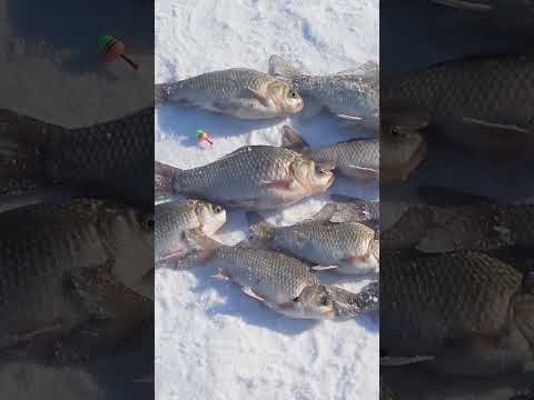 Crazy Catch!   #icefishing #hardwaterfishing #winterfishing #iceholes #frozenlake #iceangler