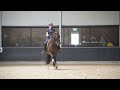 Dressage horse Fijne merrie Voice x Democraat STER/SPORT