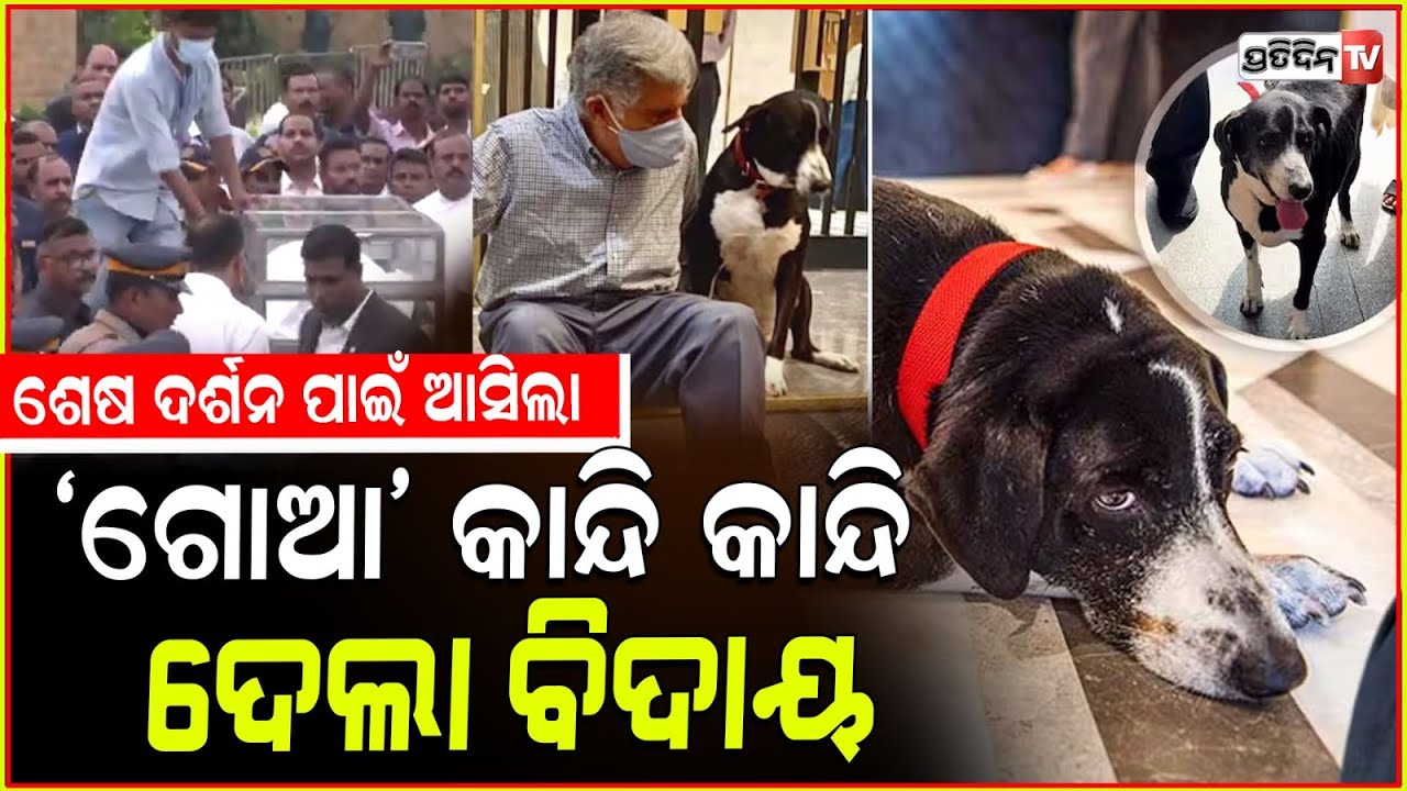 କାନ୍ଦି କାନ୍ଦି ଶେଷ ଦର୍ଶନ ପାଇଁ ଦୌଡ଼ି ଆସିଲା ରତନଙ୍କ ପ୍ରିୟ ବନ୍ଧୁ "ଗୋଆ " l Ratan Tata's dog 'Goa'