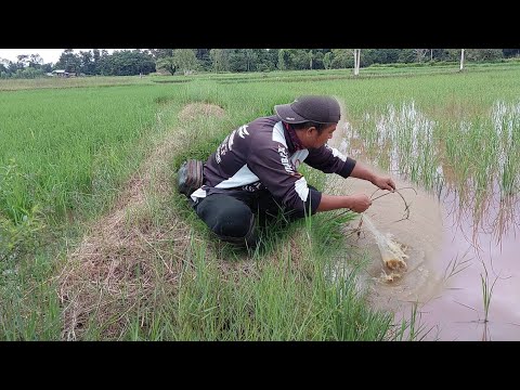 ซ้ำหมายปลาใหญ่-ใส่เบ็ดปลาในนาข ซ้ำหมายปลาใหญ่-ใส่เบ็ดปลาในนาข