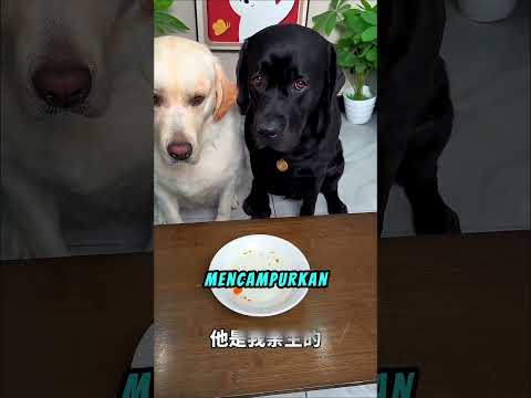 Dia Melakukan Tes <strong>DNA</strong> pada Anjingnya🐶 #shortviral