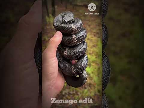 BIG SNAKE CAN'T BE SCARY ☠️