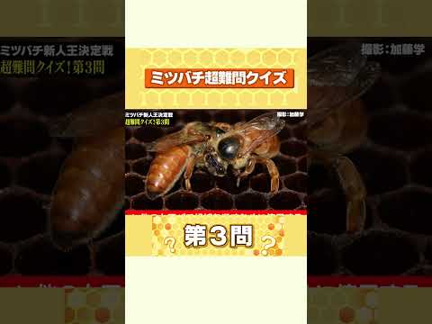 超難問!!ミツバチクイズ3問目に新入社員が挑戦!|山田養蜂場 #shorts #ミツバチ #蜂