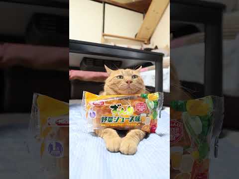 猫の動画サムネイル - ずっしり 野菜ジュース味　250802　#のせ猫　 #cat #ねこ #cute　 #ネコ　 #猫のいる暮らし　 #kitten　 #猫のいる生活