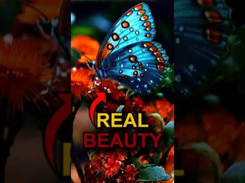 You Won’t Believe These Stunning Butterflies!