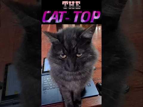 The Cat-Top | Why I Don't Upload Many Videos | Cats!  🐈 🐆 My Work Lap-Top Turns Into A Flat-Top